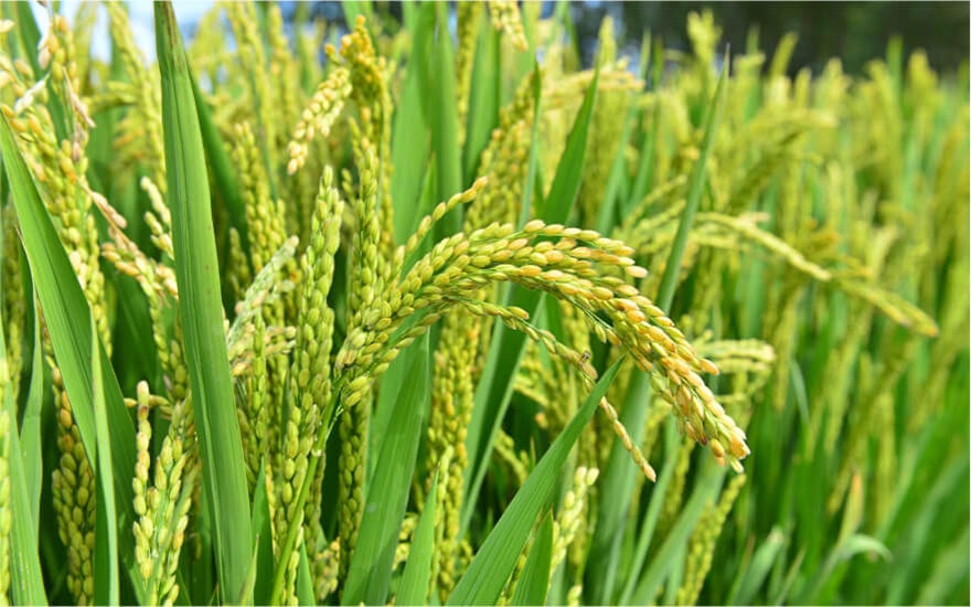 Самый северный в мире: как и где выращивают рис в России